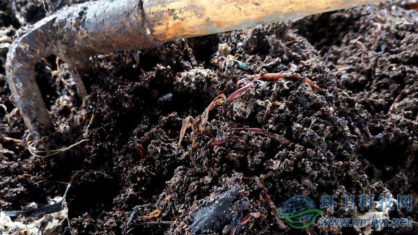 腐殖質(zhì)內(nèi)可以看到一些干垃圾，等蚯蚓吃掉所有腐殖質(zhì)，干垃圾便一覽無余