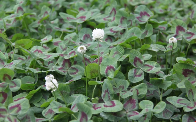 1564108622259477.png 1564108622259477.png